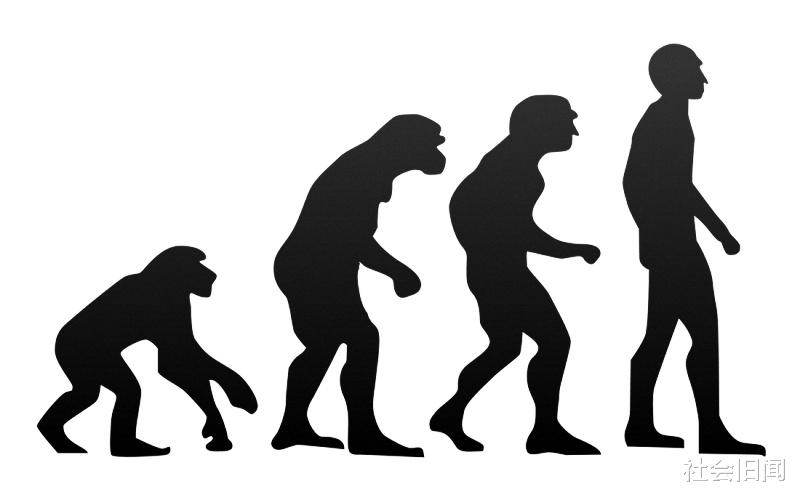 猩猩 巴拿马猴学会使用石器，它们将进化出智慧，可能成为地球第二文明？