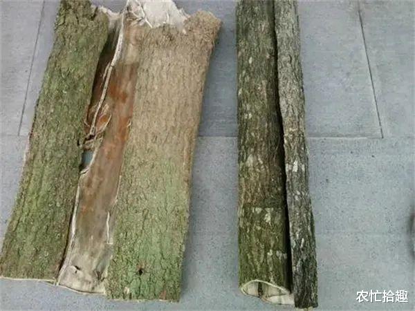 中药材|曾因“壮阳”被剥树皮，成保护植物，如今却卖不上价，炒作过头？