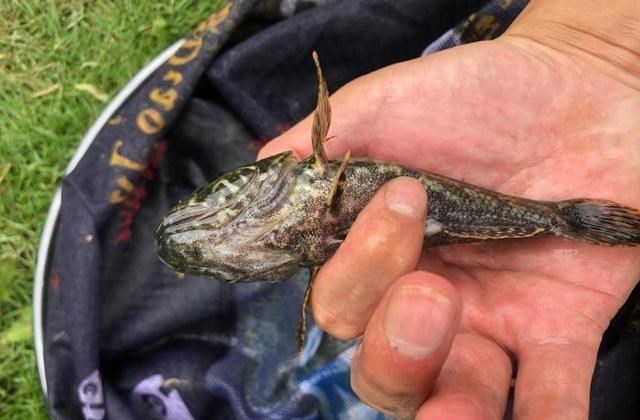 上海市|上海一男子钓上“怪鱼”,看着像“虎头鲨”,网友:有“判头”了