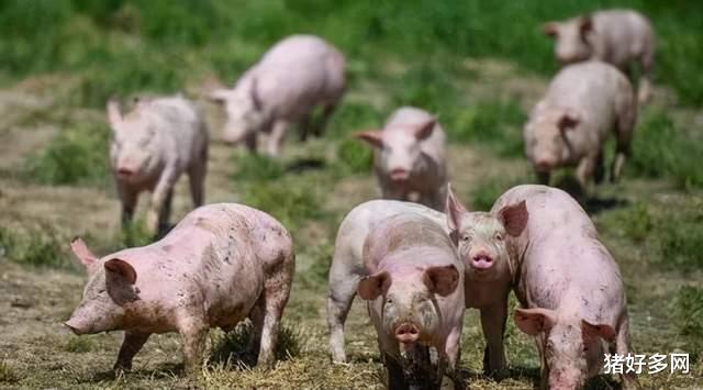 生猪价格 又是一片“绿”！南北猪价跌势“互不相让”，生猪抛售进入“白热化”？