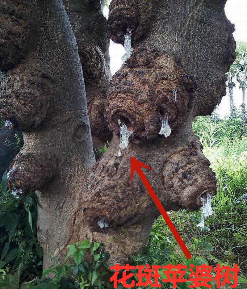 水果|入伏后,女人多吃这4样食物,每一口下去,都是满满的胶原蛋白
