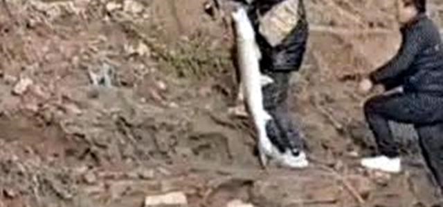 上游新闻|湖北一男子野钓“米级”大货,遛鱼半小时,3秒钟水老虎就没了