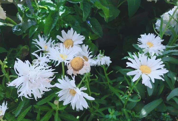 |3㎡的阳台能干嘛？这个宿舍小阳台花园或许会惊艳到你，看看吧！