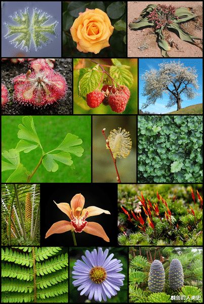 【地球生物全系列——植物篇】植物界概述(一)