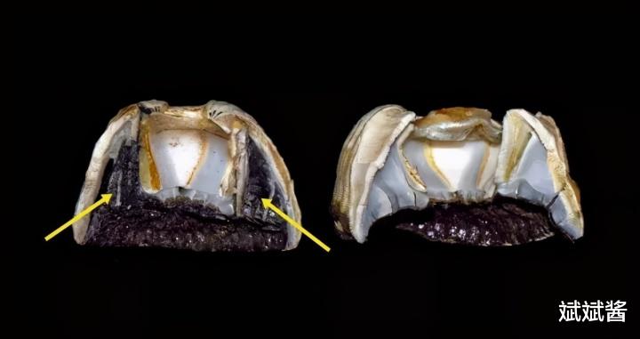 为何很多海洋生物最讨厌的生物是鹅颈藤壶？