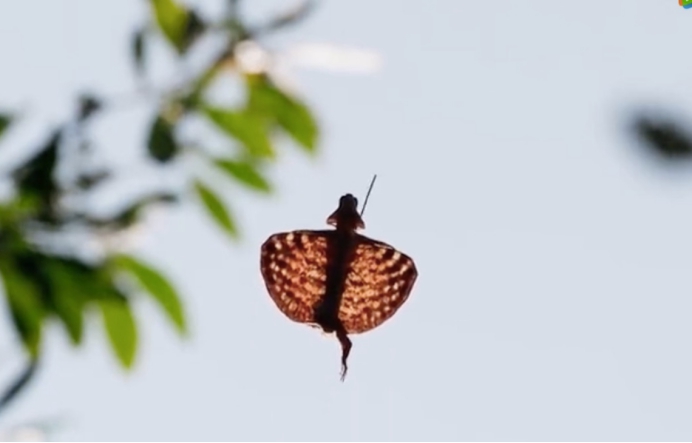 爬行动物 它被称为现代版翼龙，疑似进化出翅膀，能在树林里“飞翔”