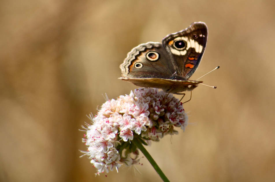 生肖夜读|7月末，无法忍受，从不卑微，爱得执着，3生肖忘不了情，重启恋情