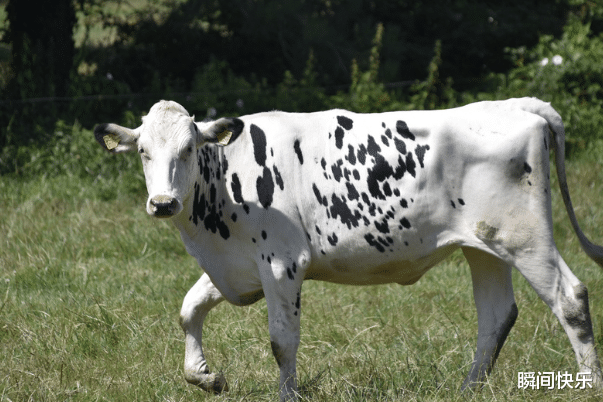 高校|8月11-8月19日,“好孕”难挡,3生肖生意兴隆,美梦成真