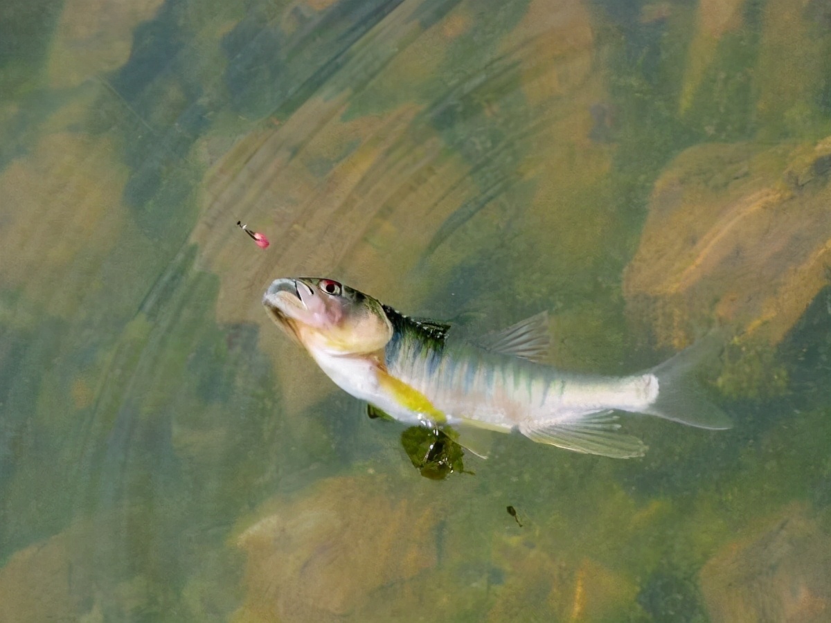 饵料|堪称鱼中极品的马口鱼,它在哪?怎么钓?老钓手终于说出关键技巧