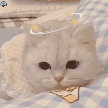 桉月|表情包：猫咪动图表情包 ???