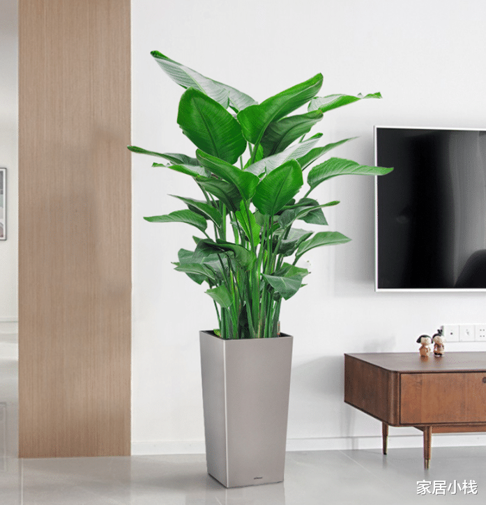 曾经不受重视，如今成为网红绿植，北欧风客厅必备