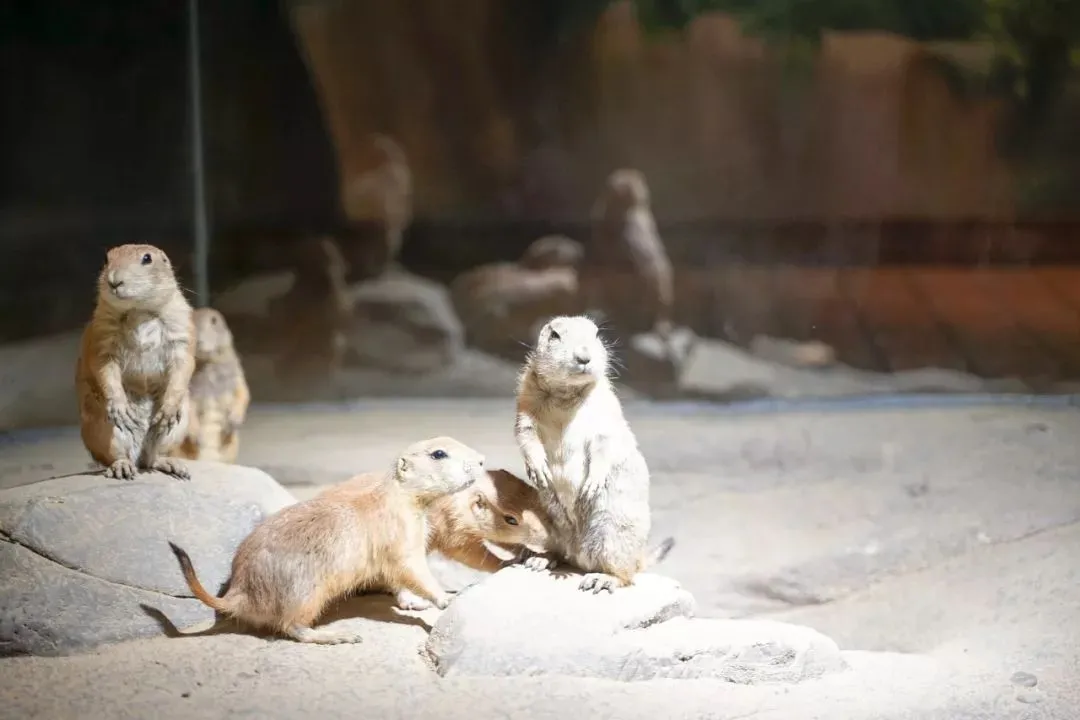 从规划设计入手,萌宠乐园投资把控不再是难题!