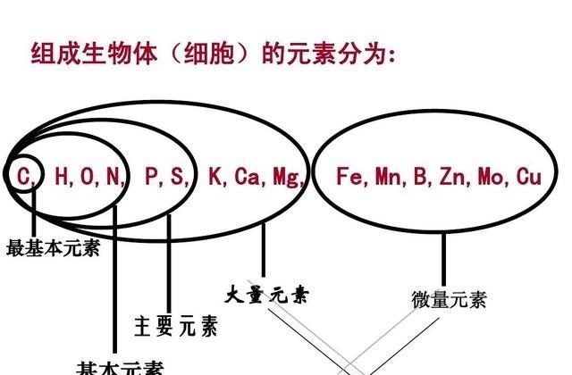 野生动物 为什么地球选择了碳基生命,而非硅基生命?宇宙中存在硅基生命吗
