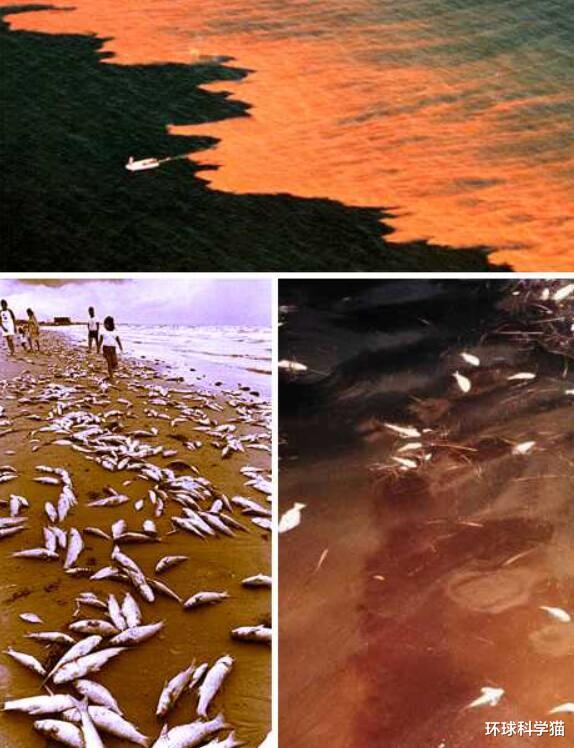 1天9噸，美國海灣出現大規模死魚，是什麼原因？專傢：或持續數月-圖6