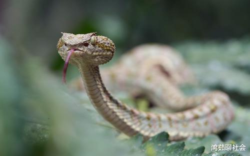 世界上“毒性”最强的4种蛇，眼镜王蛇仅排第3，第一种你绝对没见过！