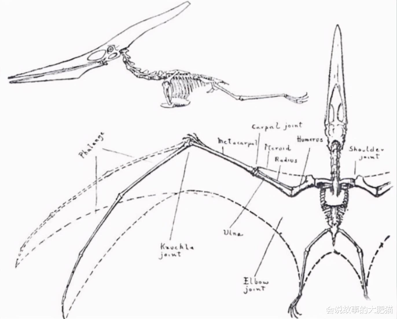 李谦 《进化危机》史前生物比克魔龙 翼龙是远古主龙之一 并不属于恐龙