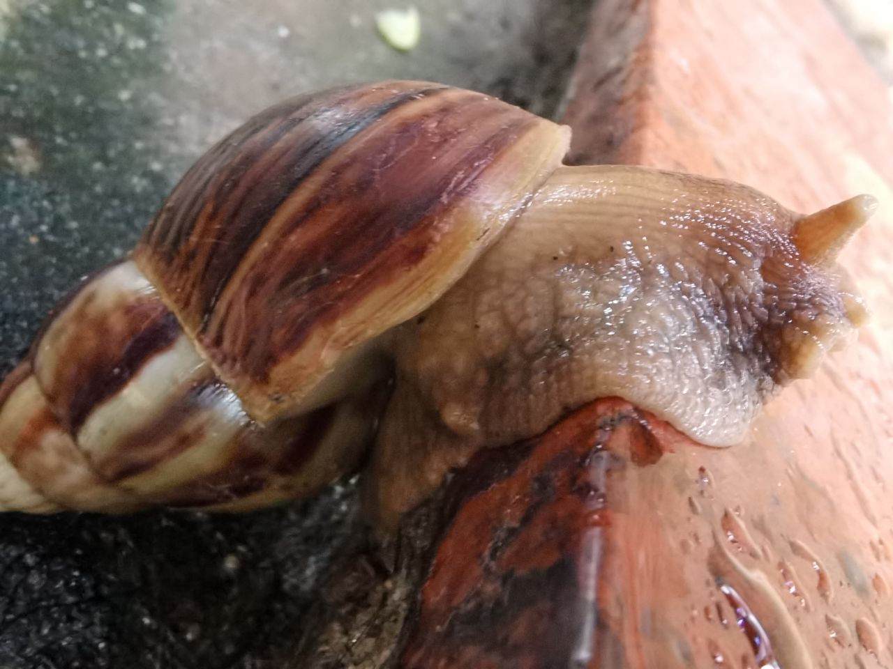  入侵中国的生物～～非洲大蜗牛