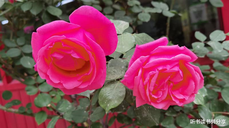 听书读书共分享 月季花开北京城，万紫千红竞风流