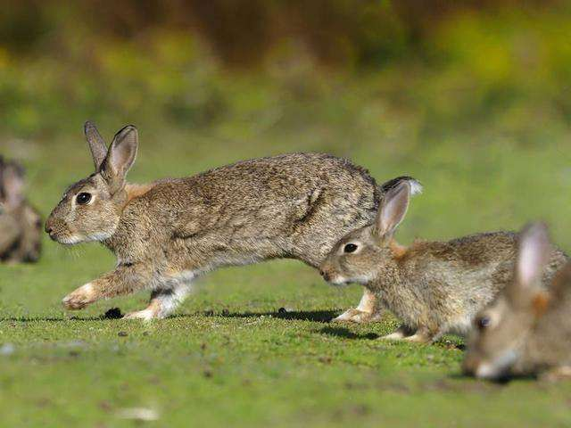 ?野兔、兔子和鼠兔的介绍