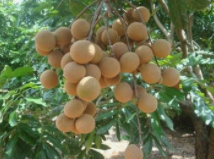 鼻炎|这种水果有助于睡眠，多吃它的人睡得都香