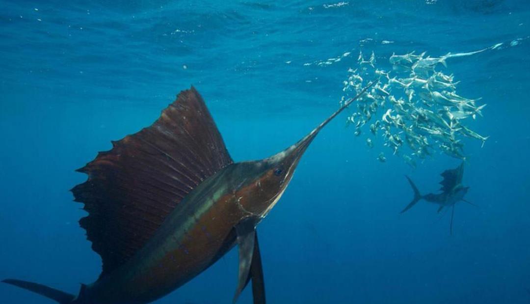 情微说|同类残食，这种鱼出生时还没虾米大，胜利者即为“海洋霸主”