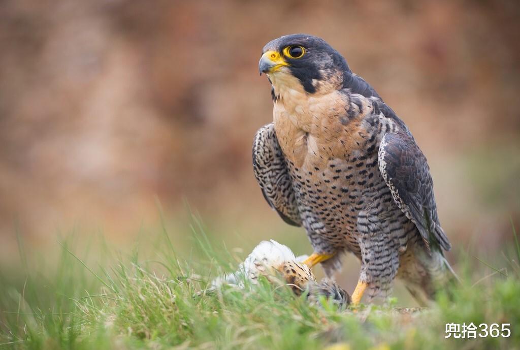 兜拾365 江苏六合一村民家小狗叼回怪鸟，民警立即赶往现场，到底是什么？