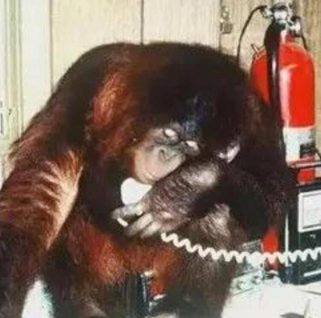  猩猩能与人结合繁衍后代吗？科学家主导实验，是何结果？