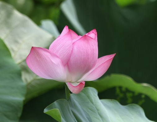 星临天下|8月上旬，4属相桃花朵朵，事业进步，财源滚滚，生活精彩