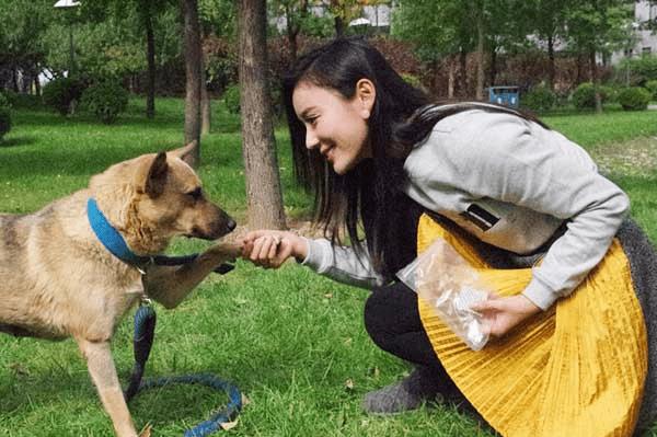 芷兰小时光|喂养宠物犬和普通狗的根本区别在哪里，如何准确定义宠物犬