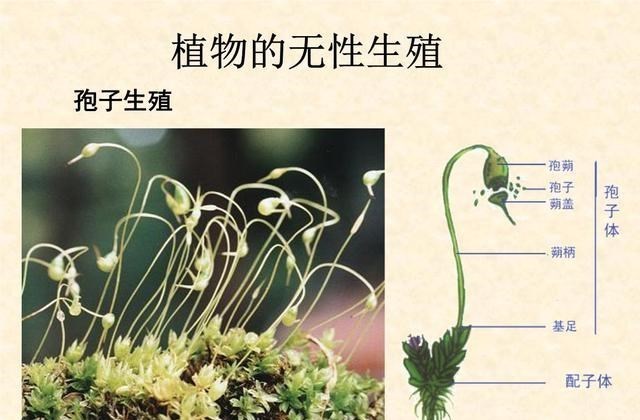 火星 24年前就造出克隆羊,为何不克隆人?看看克隆羊的下场,多恐怖