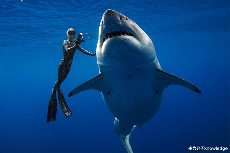 大白鲨|10条关于大白鲨的冷知识，幼鲨在母亲子宫里就开始互相残杀