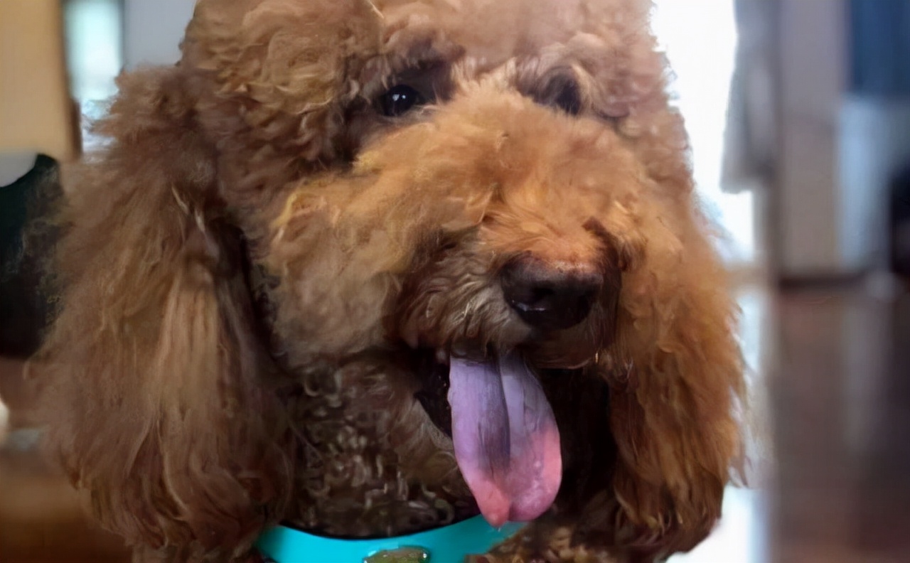 霍思燕|老公是“隐形富豪”，家里一只狗都价值700万，她却从来不炫富