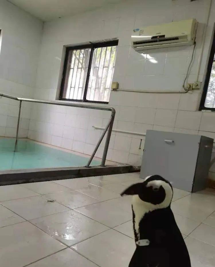 火星 高温天，动物消暑度夏有“凉方”