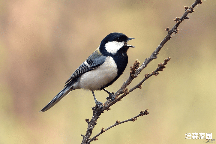  噪音污染对城市中鸟类的影响有多大？
