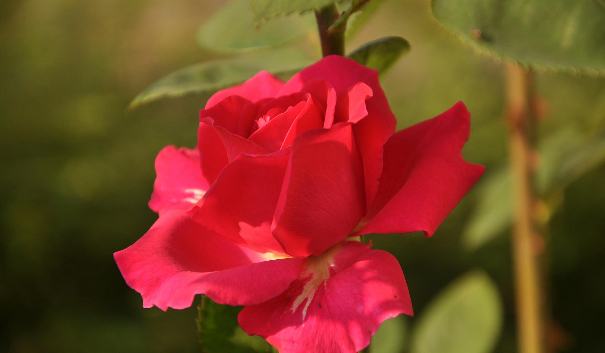 用微笑释怀|陌上相逢,情暖一生,爱而不得,就在心里想你