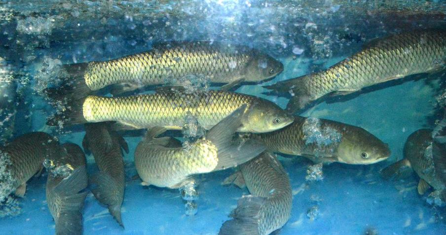 陈媛说 猪肉价格刚有回落，这类商品又迎来大涨价？淡水鱼类价格上涨20%