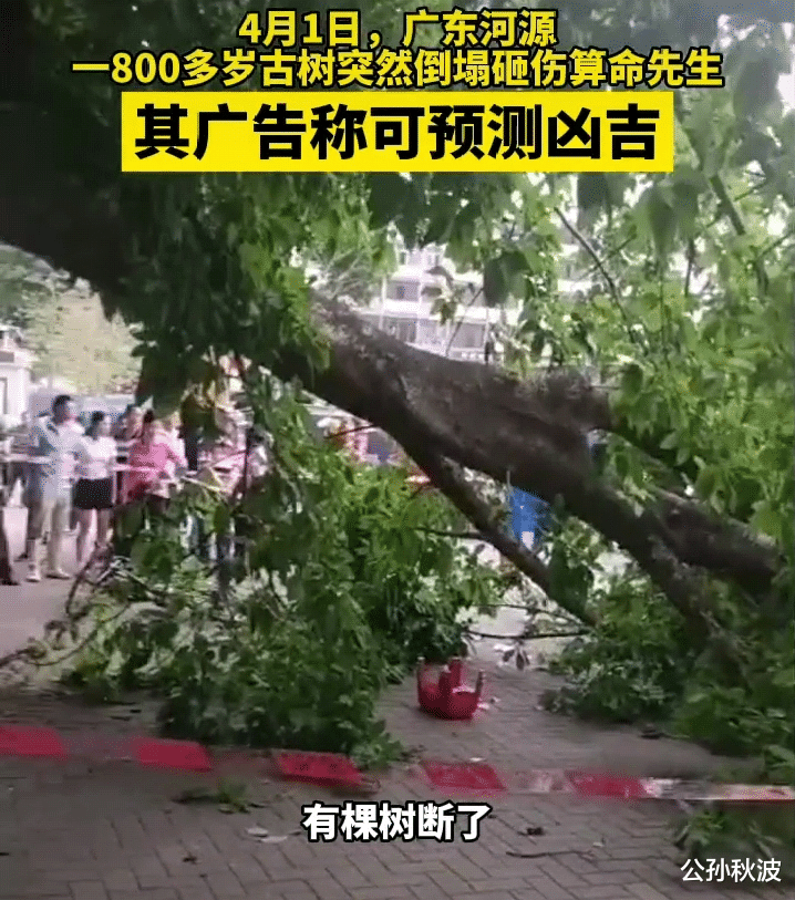 公孙秋波 广东800岁古树砸伤算命老人，其招牌称可预测凶吉：没算到自己