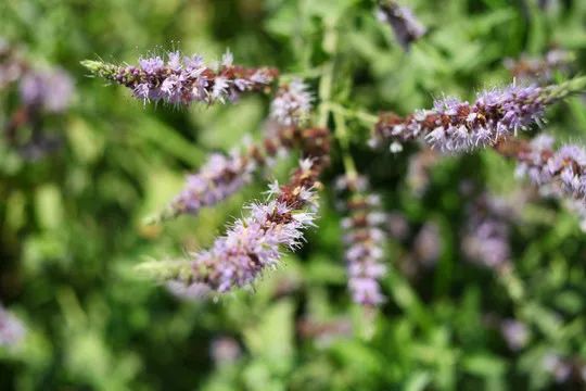 感冒|药食两用之藿香