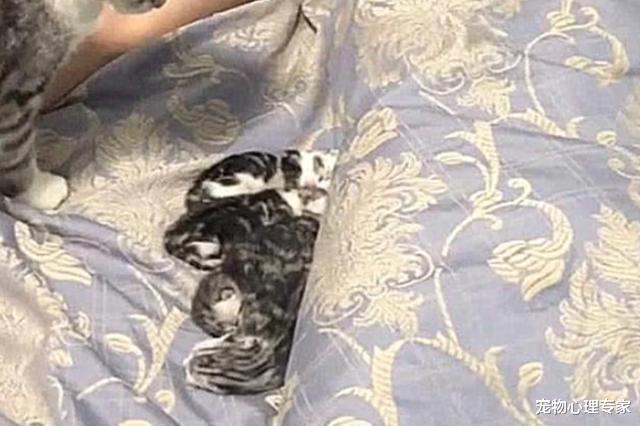 兽医 男子睡到一半正要翻身，媳妇却大喊别动，瞟了一眼被子后定住了