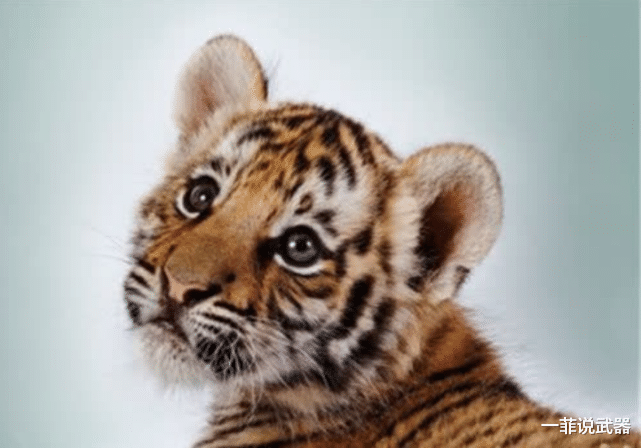 老虎 老虎伤人后,为啥不能关起来,非要杀掉?说了你可能不信