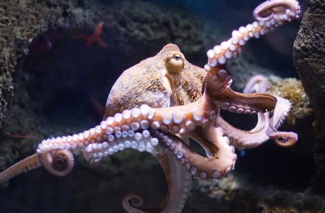 章鱼|章鱼智商高到无法理解？科学家：研究表明，它们可能是外星生物