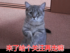 |猫太胖了怎么减肥?