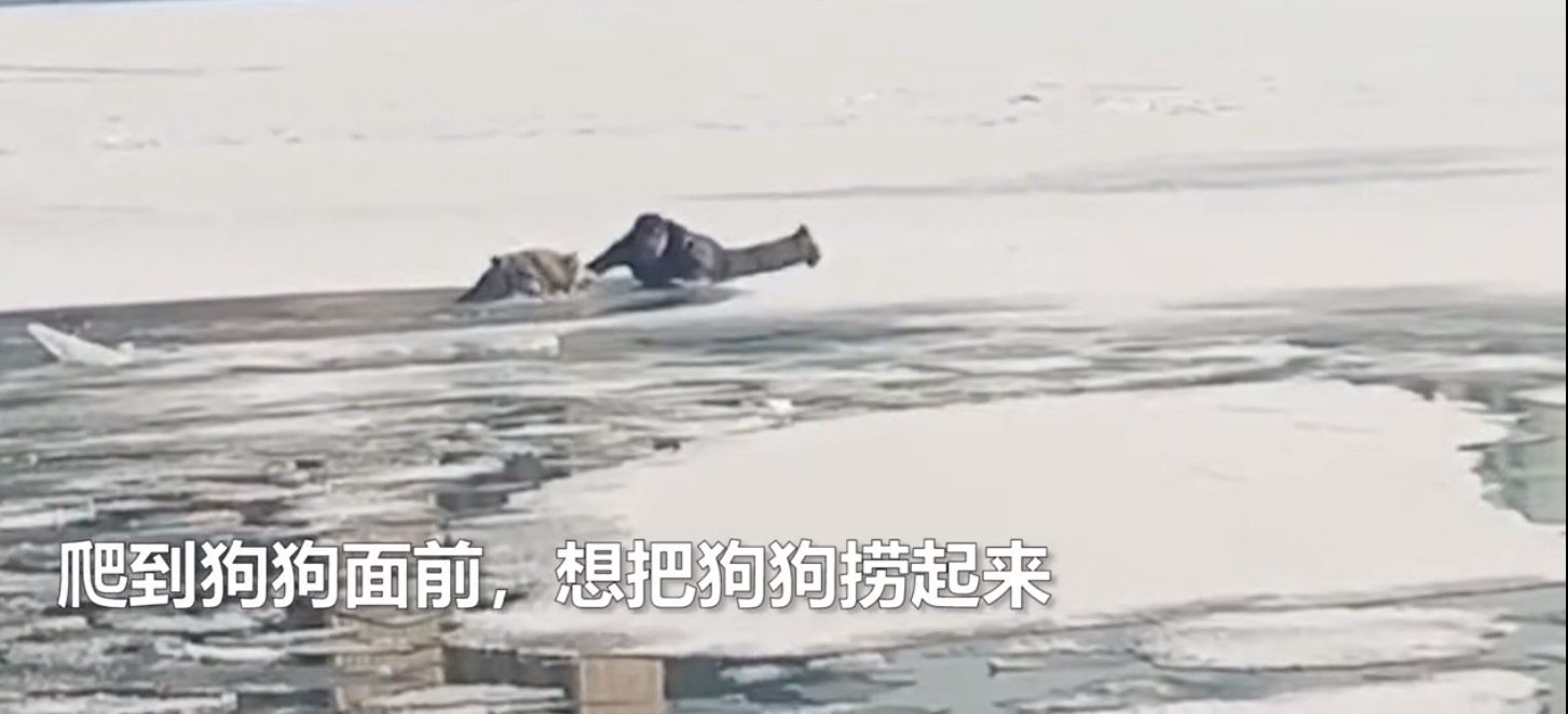 月光新闻 惊险一幕！狗狗掉进冰窟，男子卧冰相救却险些丧命