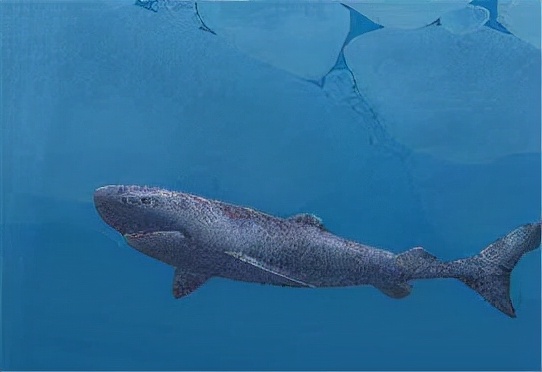 太空 这种水母竟然拥有永生的潜能，太不可思议了