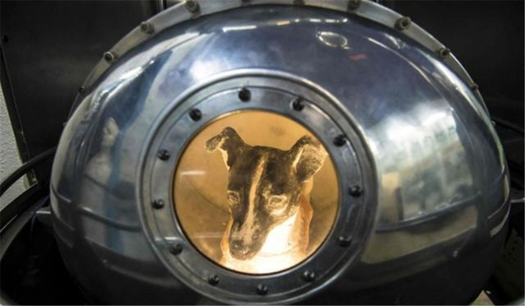 太空 它是第一个上太空的地球生物，在太空漂浮了64年，被人类铭记