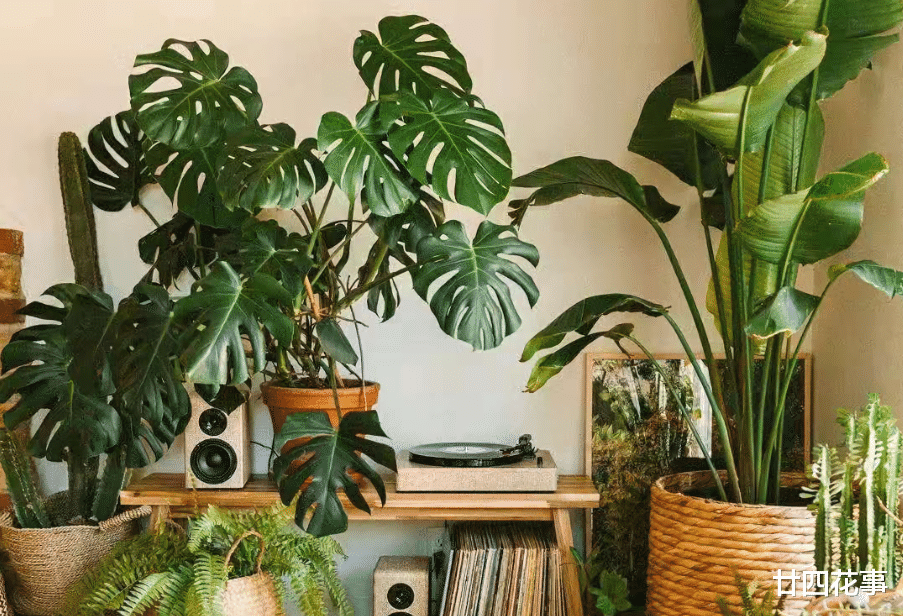 扔掉绿萝发财树吧，这7种植物漂亮显高级，养在客厅，大气有格调
