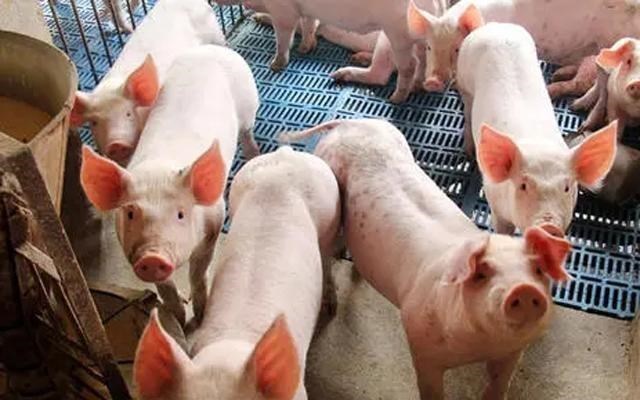 月落等风來|猪价持续探底,生猪价格频频击破底线,两大节日能否力挽狂澜?