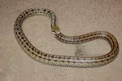  环箍蛇自食其尾，为什么自己吃自己？