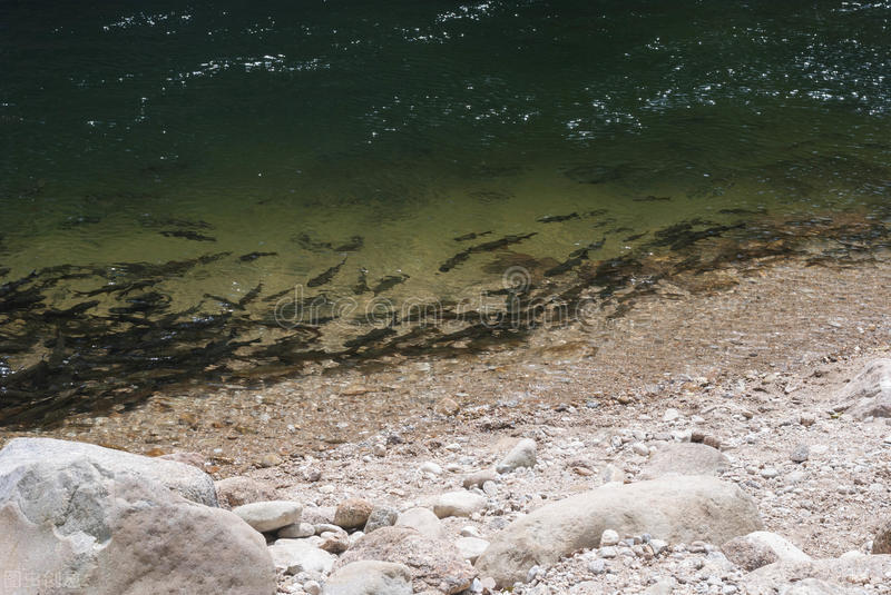 长江|城市内河鱼群扎堆！多年未见！钓鱼人表示：心情澎湃