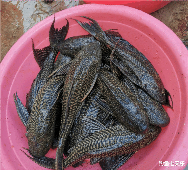 惠州|惠州一公园被放生大妈竖标语：勿垂钓放生鱼！放生对象让网友无语